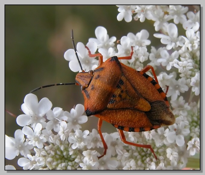 Carpocoris mediterraneus mediterraneus